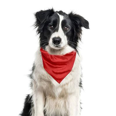 Holiday Red Velvet Dog Bandana