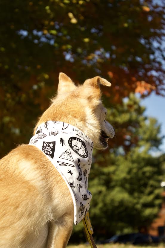 "Adventure" Dog Bandana