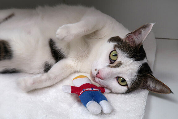 Multipet Mr. Bill Cat Toy 4 inch - Bark & Beyond