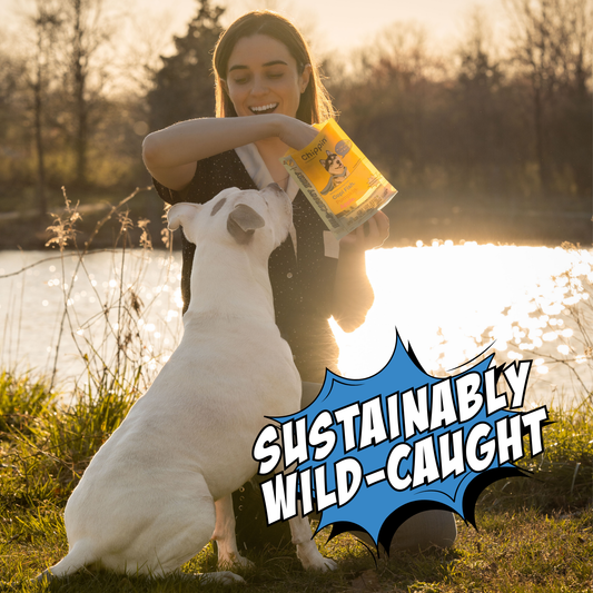 Chippin Protein Starter Pack