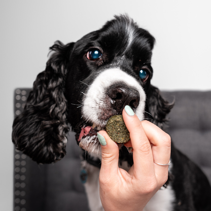 Chippin Protein Starter Pack