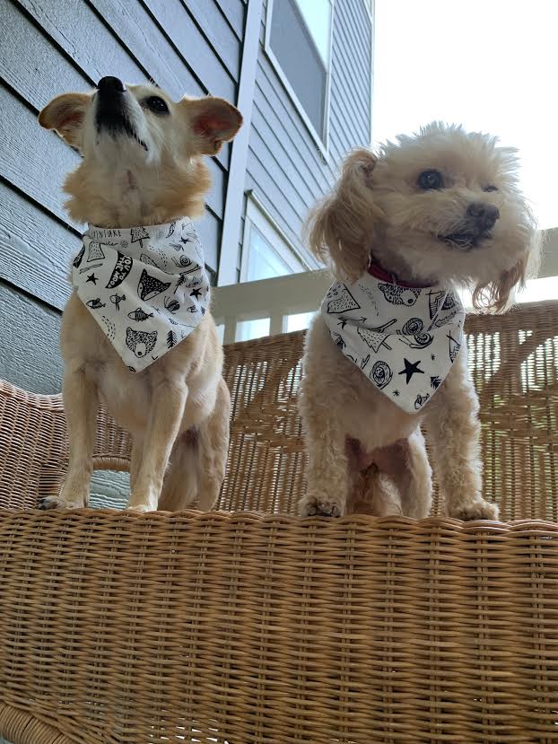 "Adventure" Dog Bandana