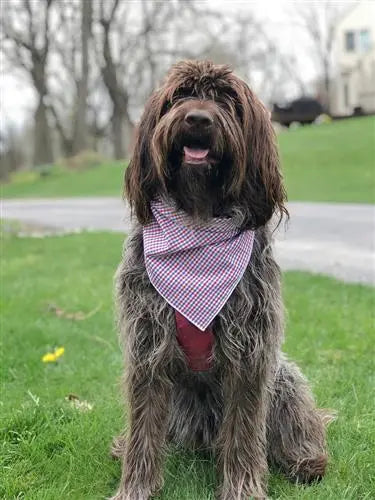 American Flag Dog Bandana | Patriotic bandana | 4th of July | Plaid Hunter K9