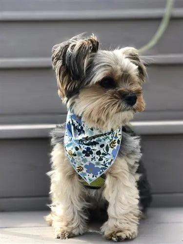 Blue & Gold Floral Dog Bandana.