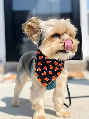 Candy Corn Halloween Dog Bandana, Medium Hunter K9