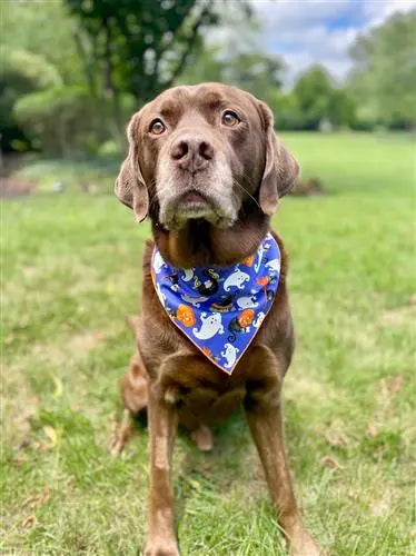 Cats & Ghosts Halloween Dog Bandana, Medium Hunter K9