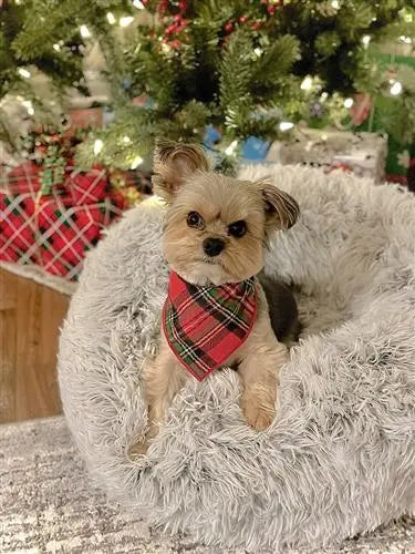 Christmas Bandana | Luxe Flannel Bandana | Holiday Bandana Hunter K9