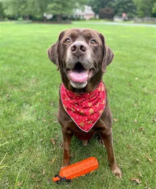 Christmas Reindeer Dog Bandana Hunter K9