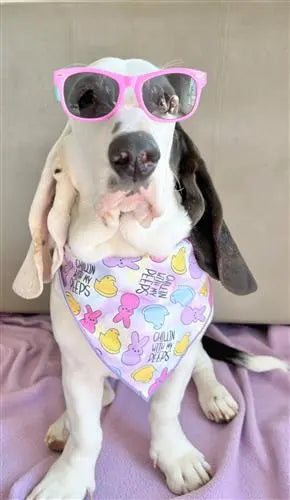 Easter Peeps, Bunny, Marshmallow Dog Bandana Hunter K9