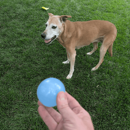 Dog Fetch Balls