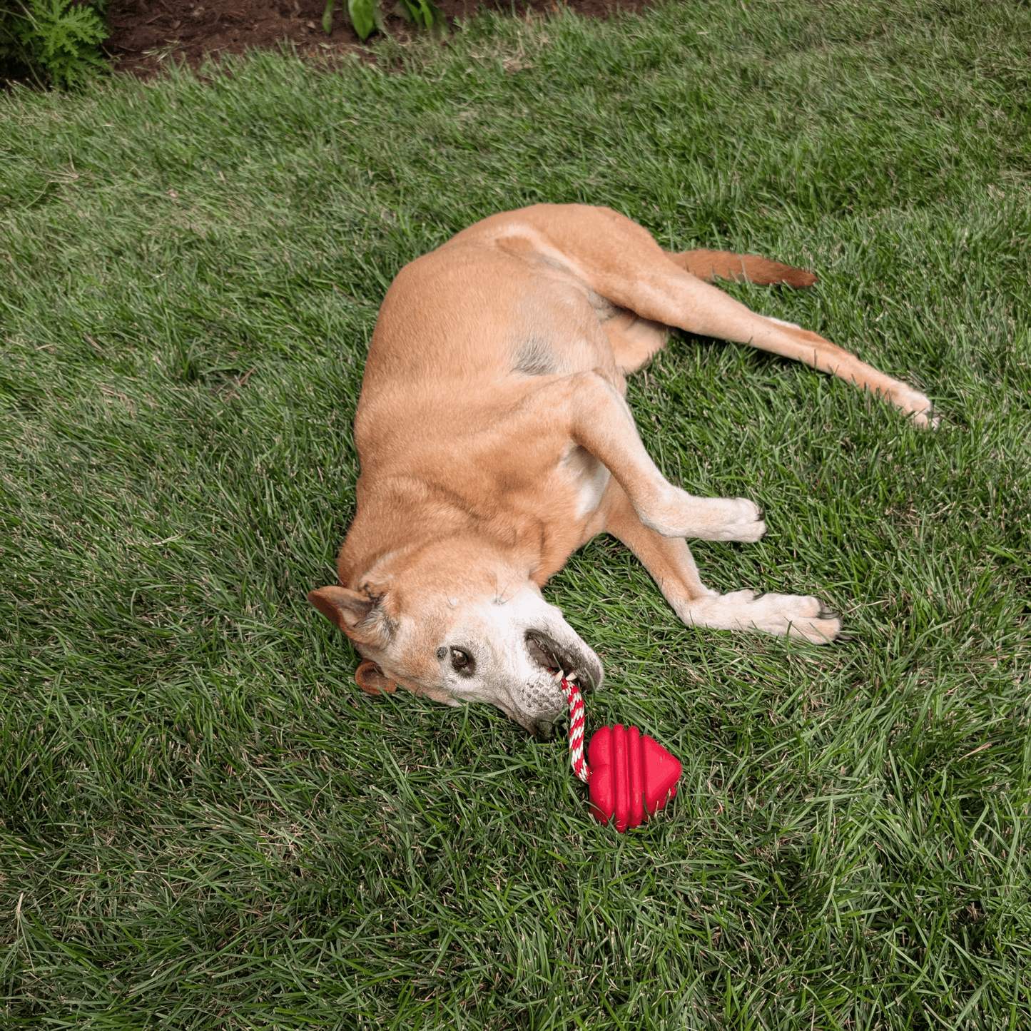 Tug Toys for Dogs