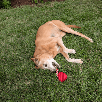 Tug Toys for Dogs