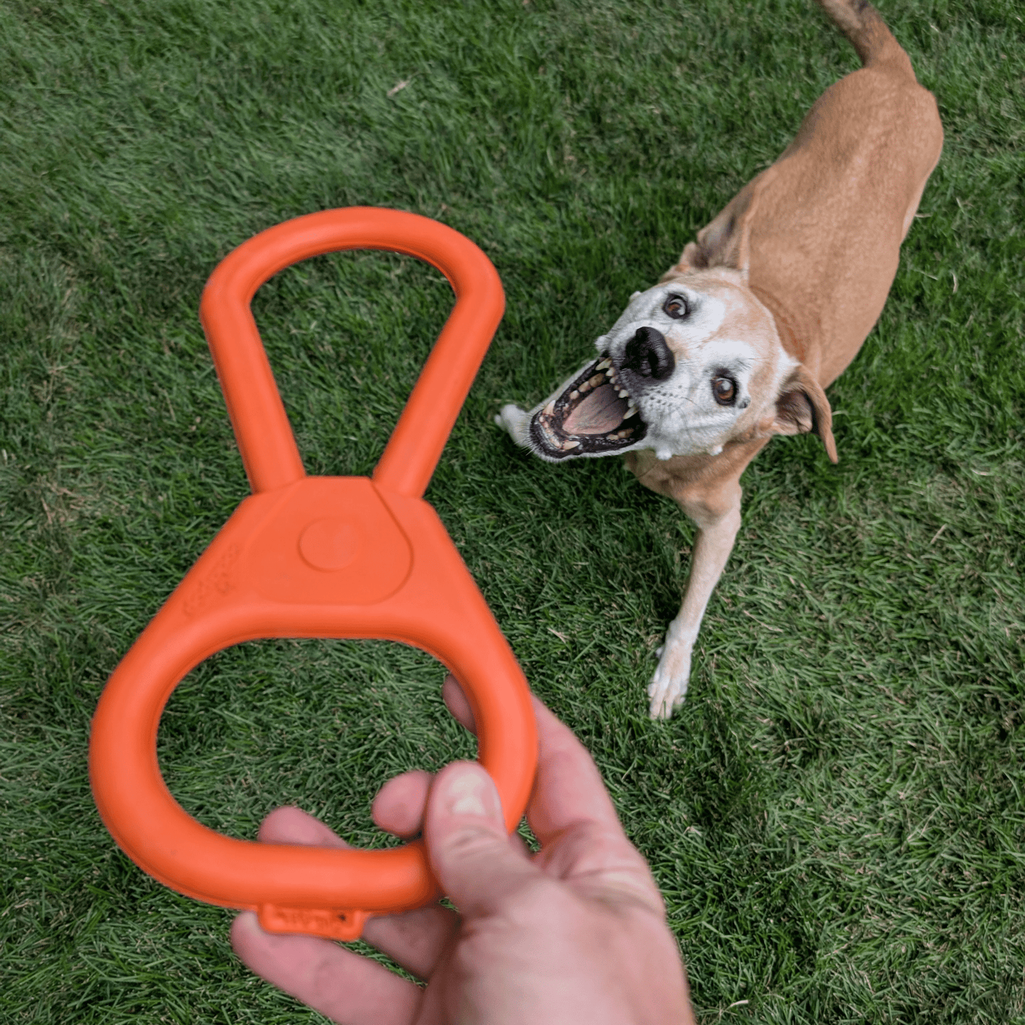 Tug Toys for Dogs