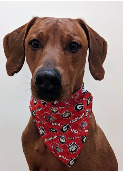 Georgia Bulldogs Football Dog Bandana.