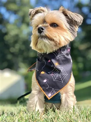 Halloween Spiders Dog Bandana Hunter K9