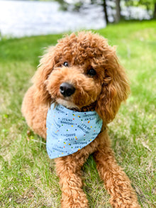 "Barkday on Blue" Dog Bandana