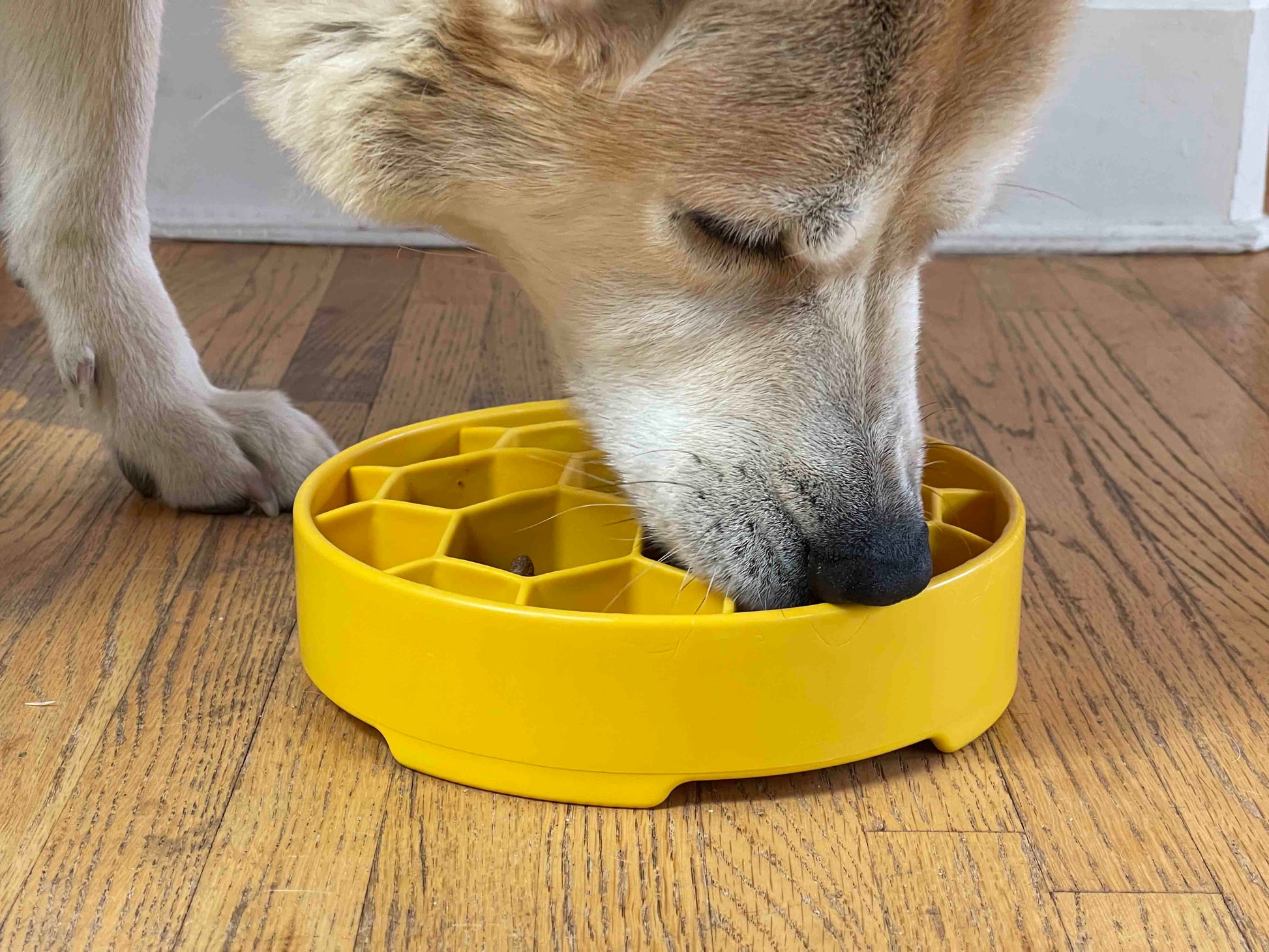 SodaPup Honeycomb eBowl deep slow feeder dog bowl with honeycomb design for enrichment, made in the USA.