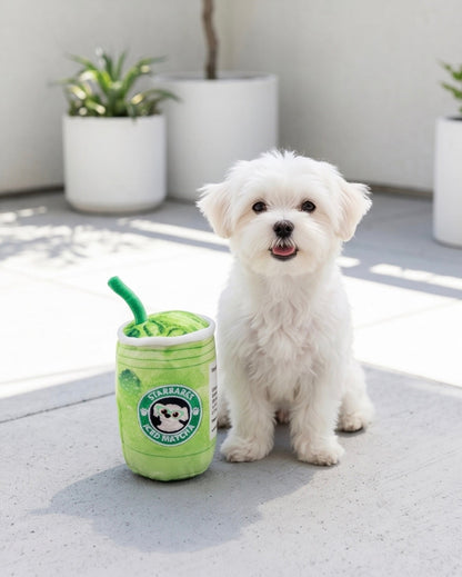 Starbarks Iced Matcha