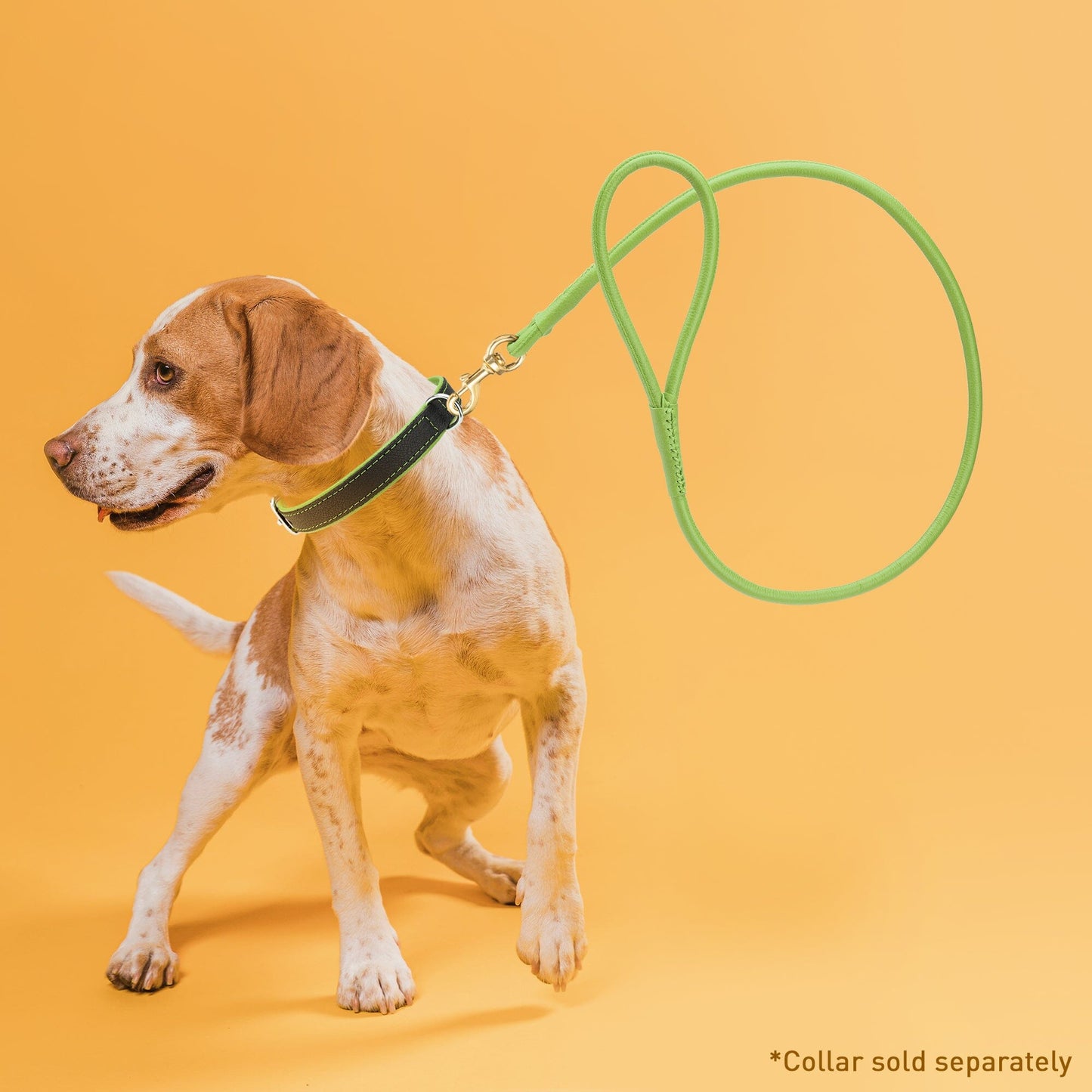 Rolled Leather Dog Leash with Brass Snap Hook