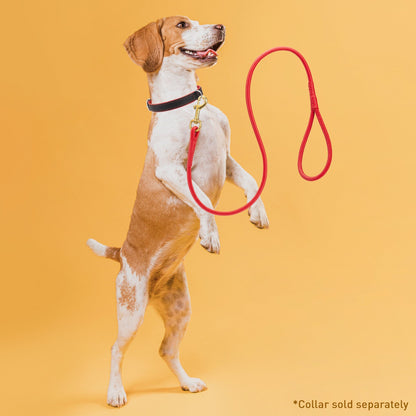 Rolled Leather Dog Leash with Brass Snap Hook