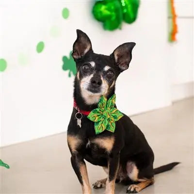 Lucky Charm Collar Pinwheel.