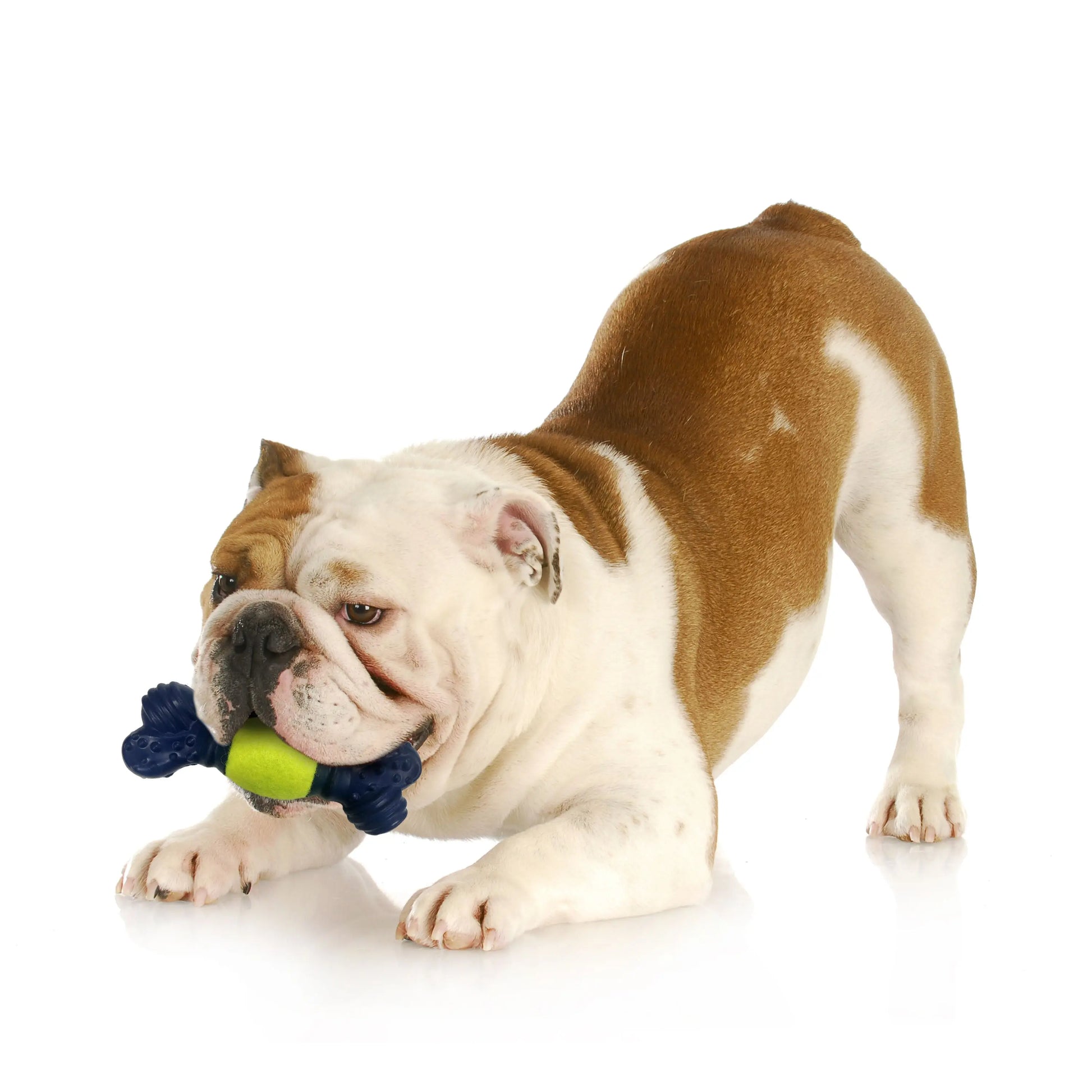 Nylabone Power Play Tennis Play 'n Fetch Interactive Dog Toy 1ea Nylabone