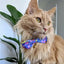 Party Balloon Pet Bow Tie Pet Palette