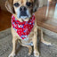 Patriotic Red Dog Bandana.