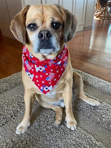 Patriotic Red Dog Bandana.