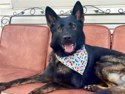 Peace Love Pride | Rainbow | Dog Bandana.