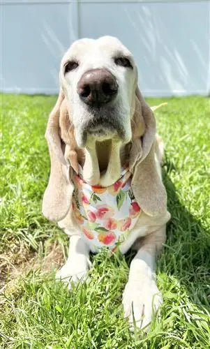 Pretty in Peach Cotton Dog Bandana.