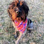 Pink Buttery Soft Flannel Dog Bandana.