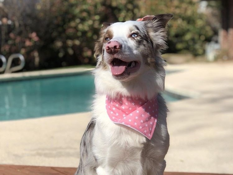 "Classic Bandana" Dog Bandana