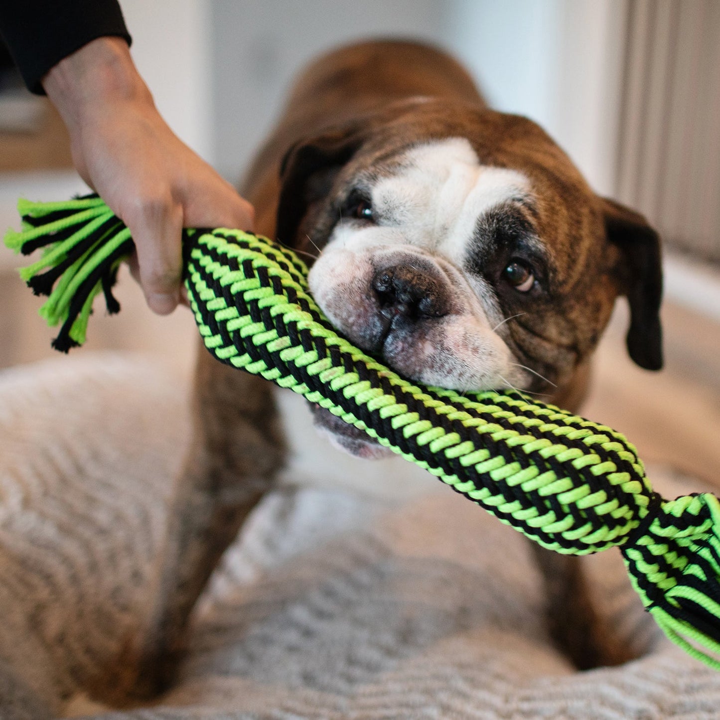 Knot-n-Chew Dog Toy