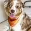 Rust Flannel Dog Bandana.