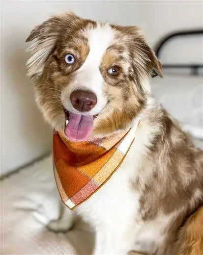 Rust Flannel Dog Bandana.