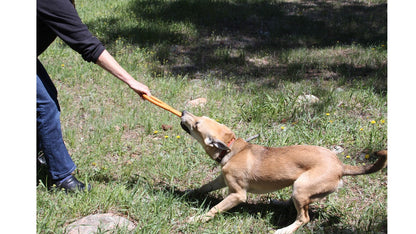 Rubber dog toy from SodaPup, featuring a pop top design, ideal for heavy chewers and interactive play.