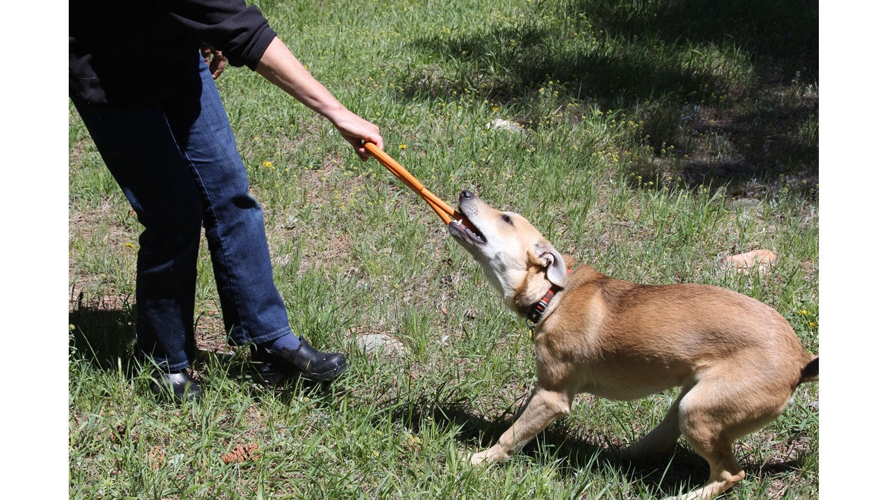 Rubber dog toy from SodaPup, heavy-duty Pop Top Tug Toy designed for interactive play and strong chewers.