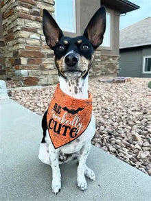 So Wickedly Cute Halloween Dog Bandana Hunter K9