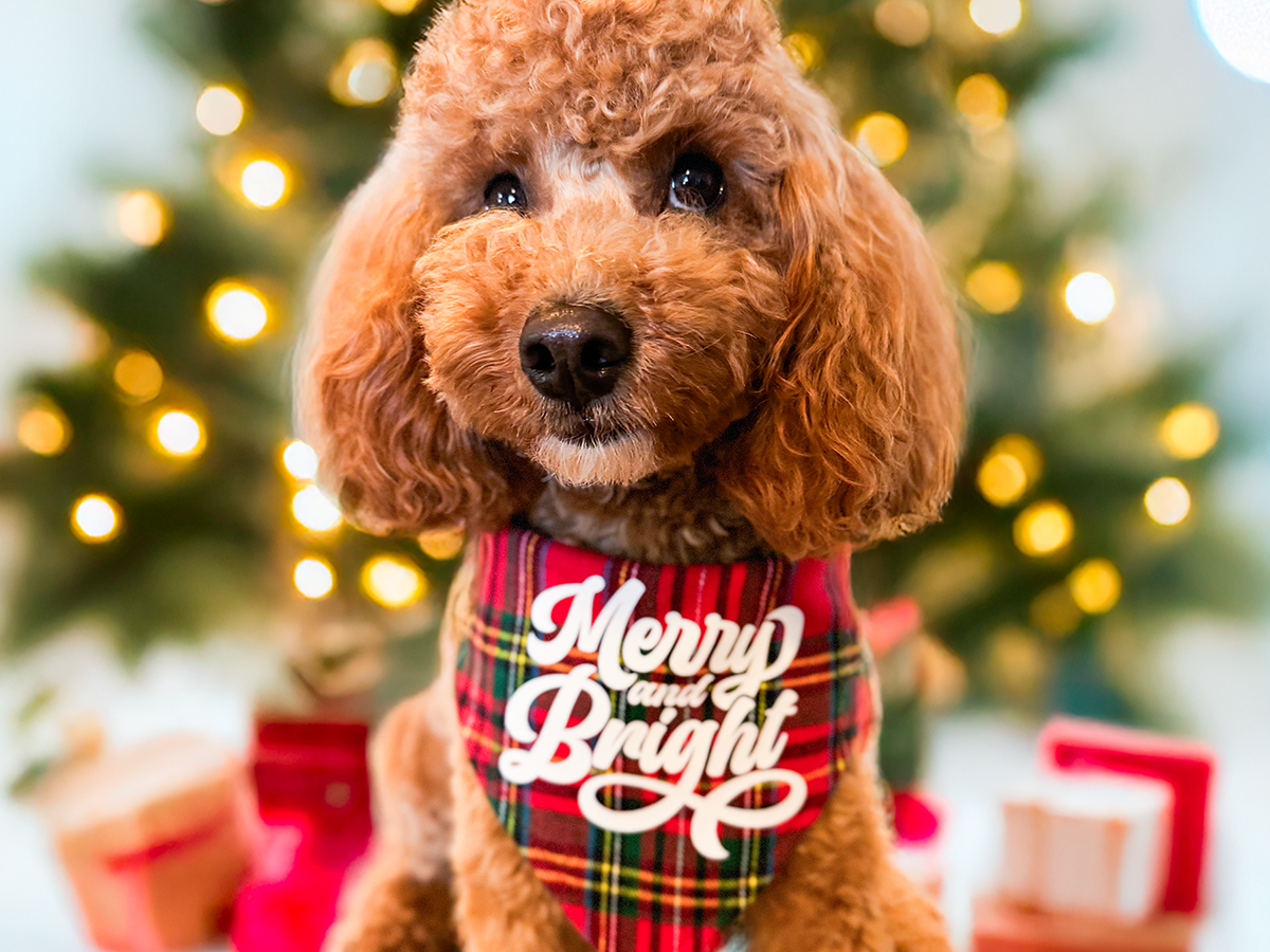 "Merry and Bright" Reversible Dog Bandana