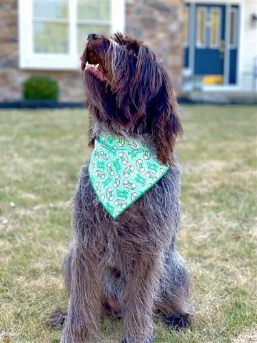 St Patrick's Day Bandana | St Paddy | Drinkin Buddy Hunter K9