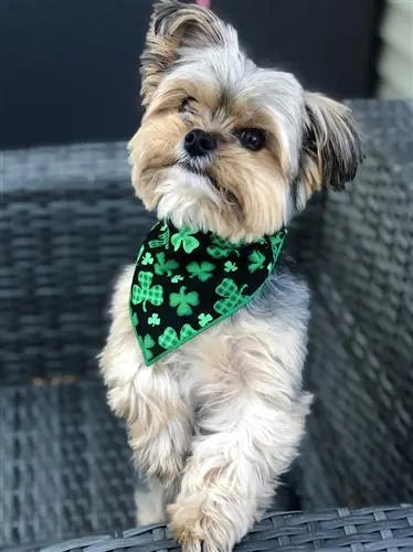 St Patrick's Day Bandana | St Paddy | Shamrock Hunter K9