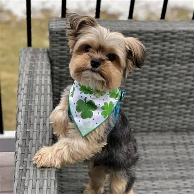 St Patrick's Day Bandana | St Paddy | Shamrocks Hunter K9