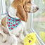 Strawberry Dog Bandana.