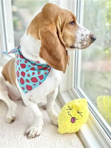 Strawberry Dog Bandana.