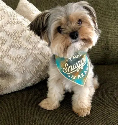 The Snuggle is Real Plaid Dog Bandana.