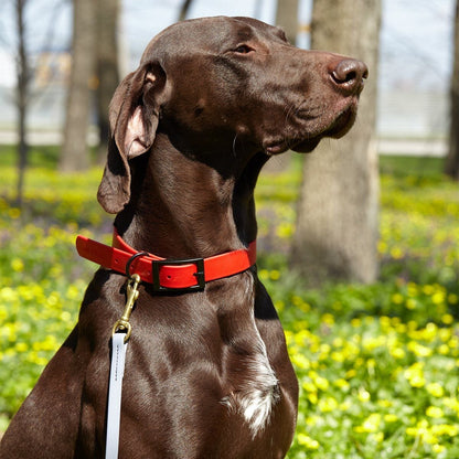 Biothane Working Dog Lead 4ft