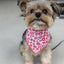 Valentine Lips Dog Bandana.