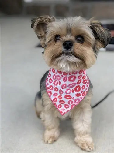 Valentine Lips Dog Bandana.