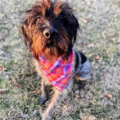 Valentines Day Dog Bandana | Pink Plaid Bandana, Pink, Blue, Orange Hunter K9